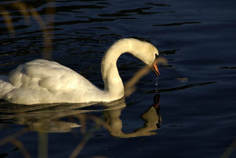 Schwaene auf der Sauer Bild Nr.003